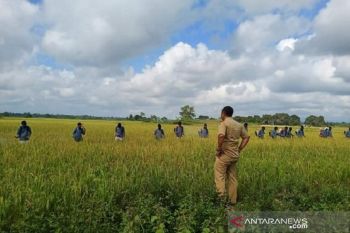 Tingkatkan produksi padi, Sultra cetak sawah baru 1.350 hektare