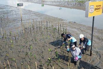 BPDASHL Jeneberang gandeng SOSBOFI hijaukan pesisir Lantebung Makassar