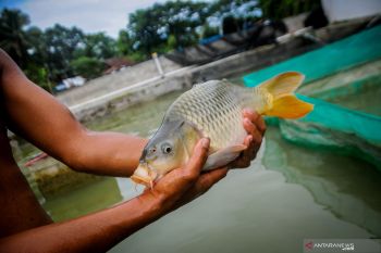 Pemkab Sukamara kaji potensi budi daya perikanan air tawar