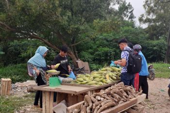 Warga Batam borong jagung jelang tahun baru