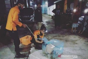 BPBD Kota Banjarmasin tangkap puluhan ular karena masuk rumah warga