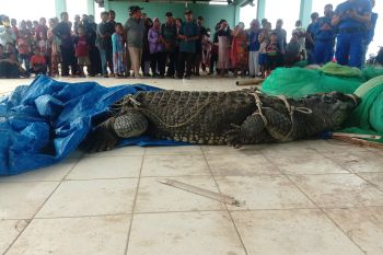 Nelayan tangkap buaya besar di pinggir Pantai Kuala Penet