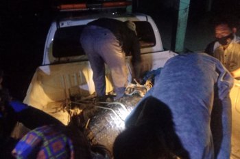 BKSDA Lampung evakuasi buaya muara dari TPI Kuala Penet