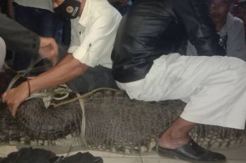 BKSDA Lampung evakuasi buaya yang ditangkap nelayan Lampung Timur