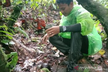 BKSDA: Lima bonggol raflesia di Agam gagal mekar sempurna
