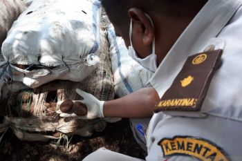 Perdagangan komoditas pertanian di Flores meningkat di tengah pandemi