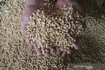 Harga kedelai impor di Kudus capai Rp9.000 per kilogram