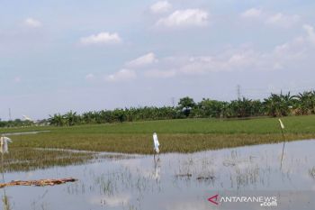 Kudus upayakan bantuan benih padi untuk petani terdampak banjir