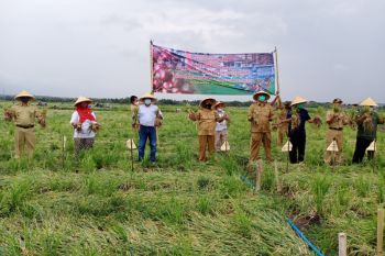 Bulak Srikayangan jadi sentra bawang merah DIY