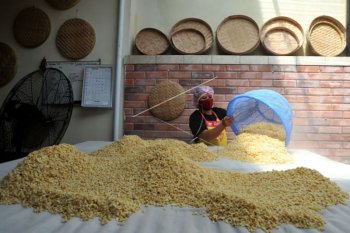 Produksi olahan kedelai lokal