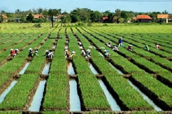 Polbangtan YoMa menghasilkan alternatif sumber benih bawang merah