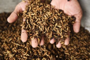Pemkot manfaatkan larva lalat hitam kurangi sampah organik