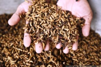 Budidaya Ulat Maggot