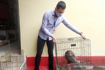 Polresta Banyumas ungkap kasus perdagangan landak jawa