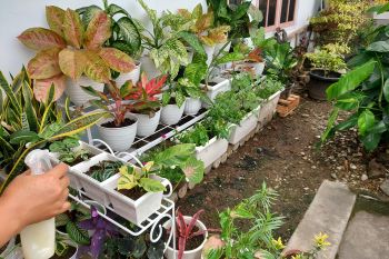 Selama pandemi, para ibu semangat bercocok tanam