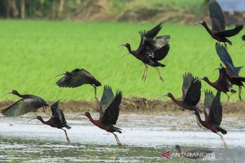 Burung Ibis pembasmi hama