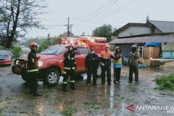 Hujan berkepanjangan sejumlah pohon di Batam tumbang