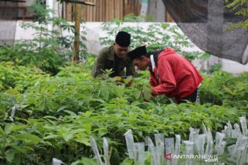 Bisnis bibit pertanian dorong dinamika ekonomi desa