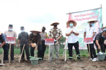 Nanang tanam perdana pisang barangan merah di Lampung Selatan