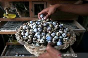 Produksi telur Puyuh di Aceh Besar