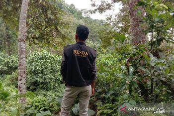 BKSDA duga beruang madu muncul pemukiman warga karena sakit