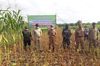 Pemkab Gunung Kidul menggalakan penanaman kedelai