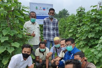 PT CPI - BRGM produktifkan lahan gambut tanpa bakar