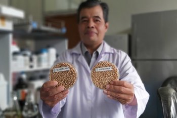 Ini dua varietas kedelai baru super genjah