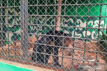 Lima beruang madu dibangkitkan instingnya sebelum dilepas liar ke alam bebas