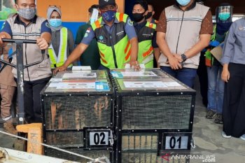 Dua ekor orang utan hasil repatriasi jalani uji swab COVID-19, hasilnya negatif