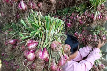 Harga bawang merah tingkat petani di sentra produksi Alahan Panjang Rp20.000 per kilogram