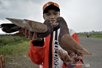 Lomba balap merpati