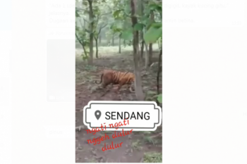 BKSDA Blitar mengklarifikasi video viral harimau loreng di tengah hutan jati Gunung Wilis