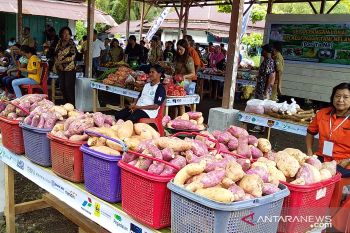 Distan : Hasil pertanian di Sangihe sudah bisa penuhi kebutuhan warga
