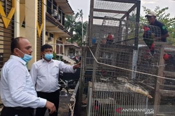 Polda Kalbar sita 15 satwa dilindungi di Mempawah