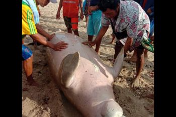 Ikan Duyung Kerbau ditemukan mati oleh nelayan di Lombok Tengah