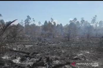 Restorasi gambut dan mangrove dilanjutkan, Riau masih jadi prioritas