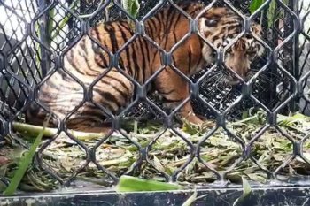 BKSDA Aceh evakuasi anak harimau terjerat