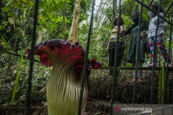 Bunga bangkai raksasa mekar di kota Bandung
