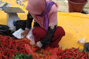 Harga berbagai jenis cabai di pasar Abepura turun