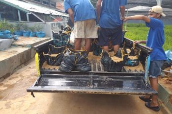 Lapas Rajabasa produksi 5.000 bibit jahe