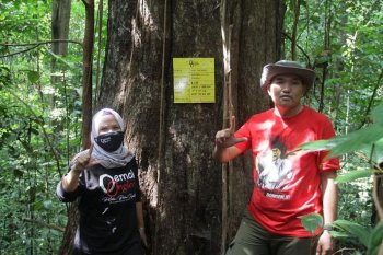 Musi Banyuasin dorong program adopsi  pohon ulin