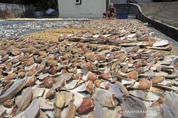 Permintaan sirip ikan Hiu