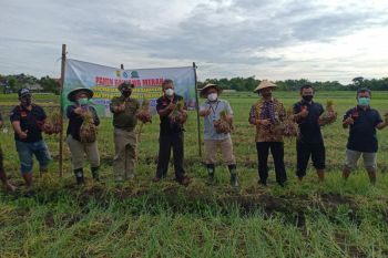 BI dorong produktivitas pertanian dengan program pendampingan
