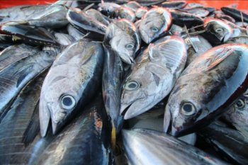 Produk tuna Indonesia raih sertifikasi standar global