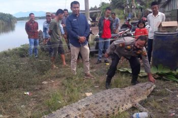 Buaya sepanjang empat meter yang meresahkan warga Pasaman Barat ditangkap
