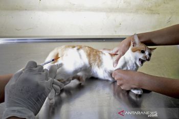 Layanan puskeswan di masa pandemi