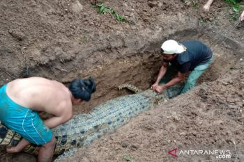 Mati di Pasaman, buaya dikubur di Agam