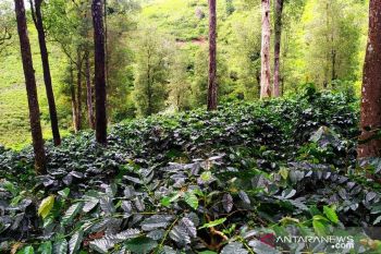Kopi Cianjur dulu pernah mendunia