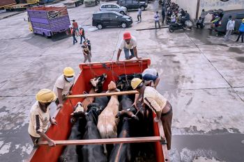 Karantina Pertanian kawal distribusi 274 sapi dari Surabaya ke Gowa